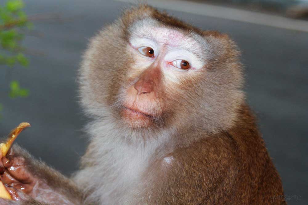 Pig-tailed macaque.