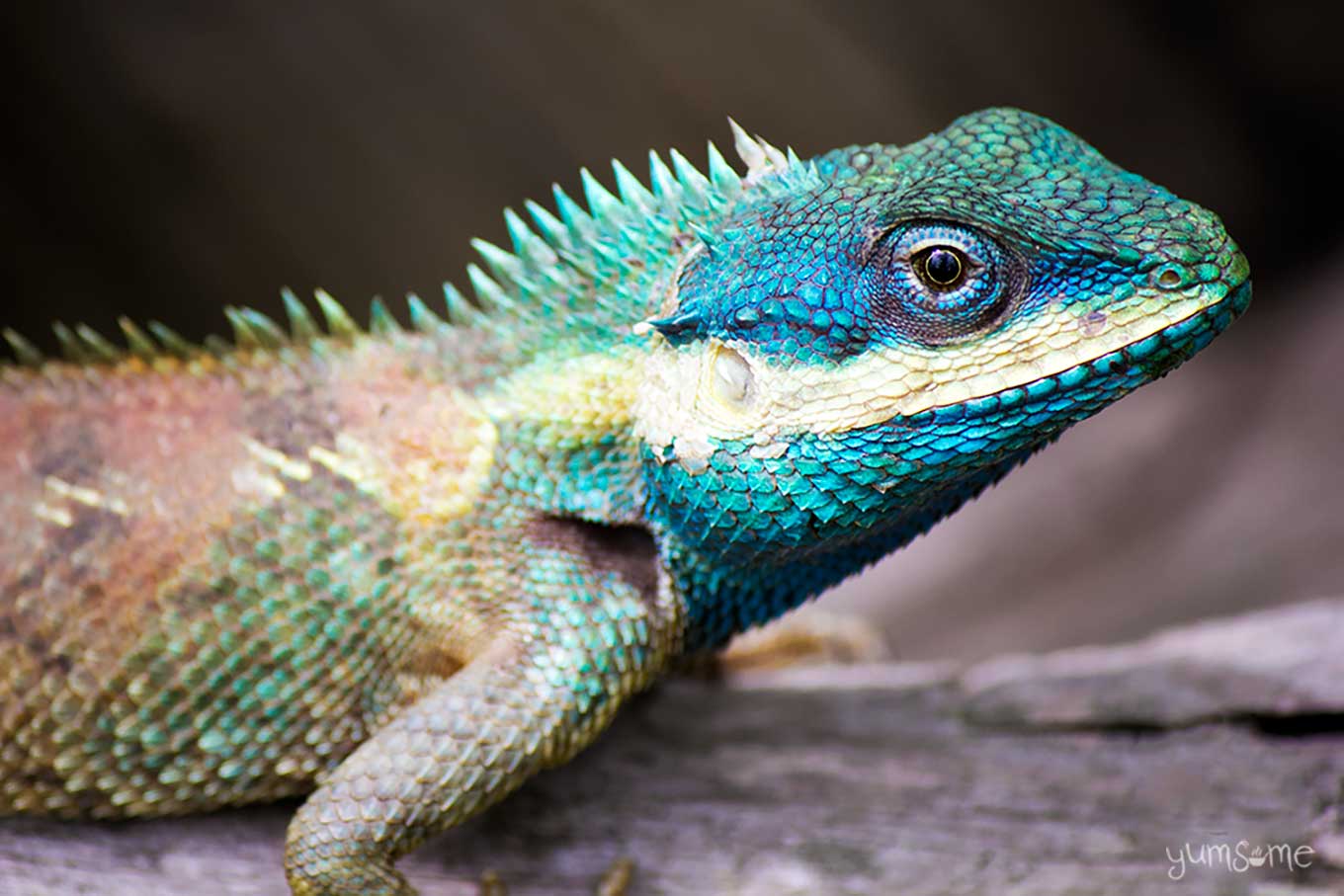 blue-crested dragon | yumsome.com