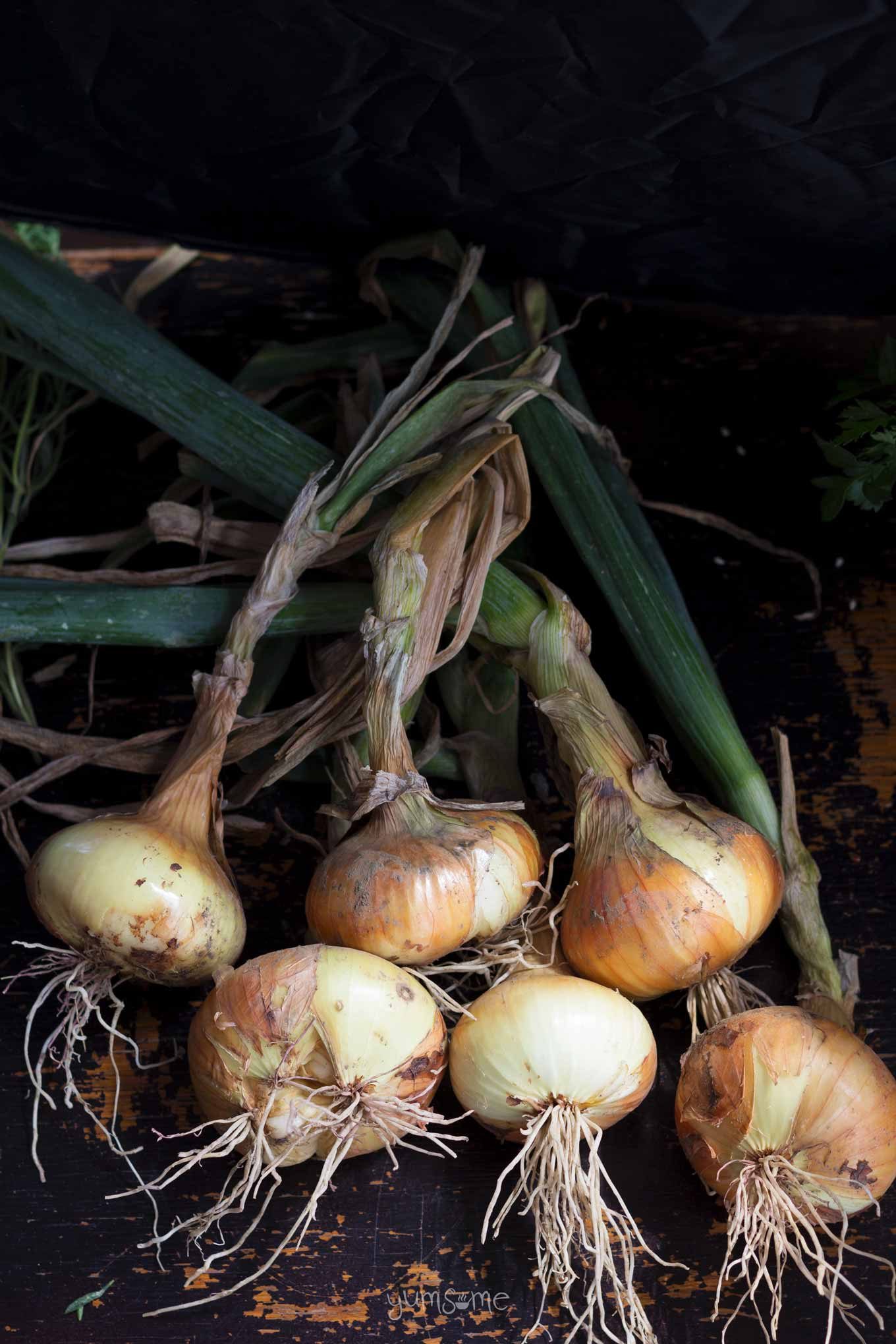 A bunch of fresh onions from the garden, against a black background.
