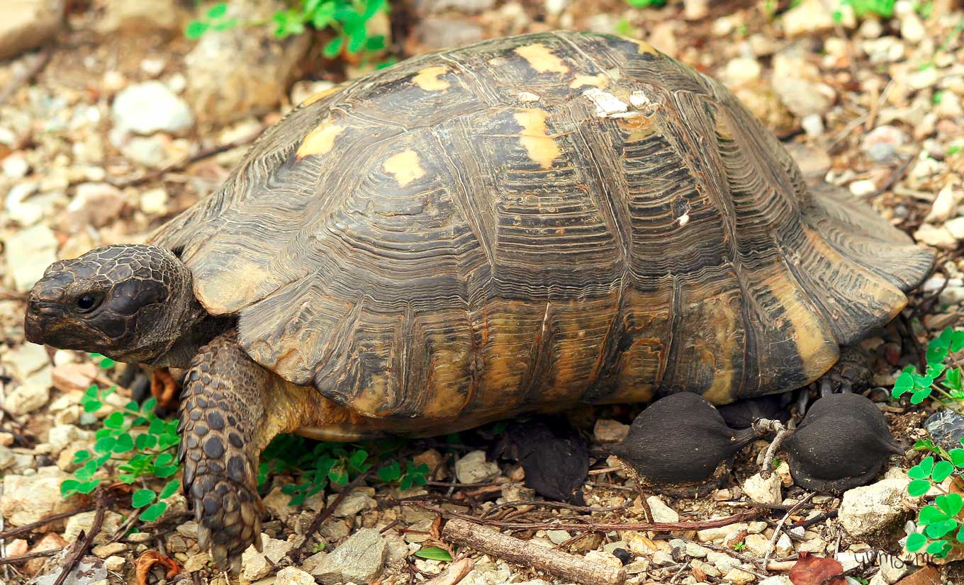 a big Athenian tortoise! | yumsome.com