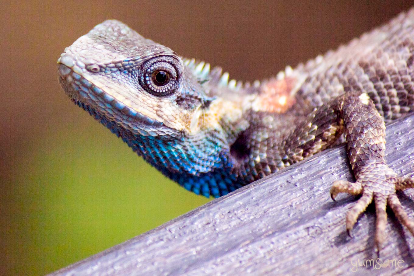 Closeup of a blue crested dragon.