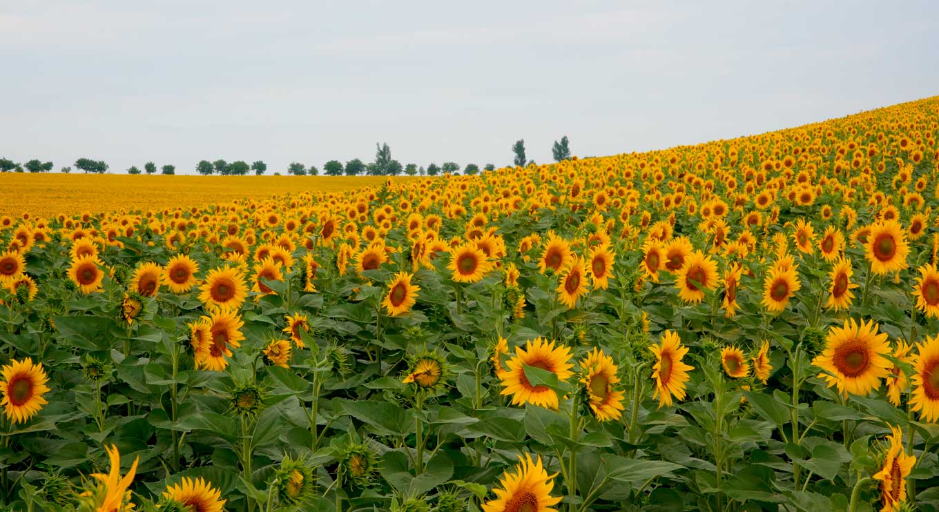 A huge field of glorious sunflowers!