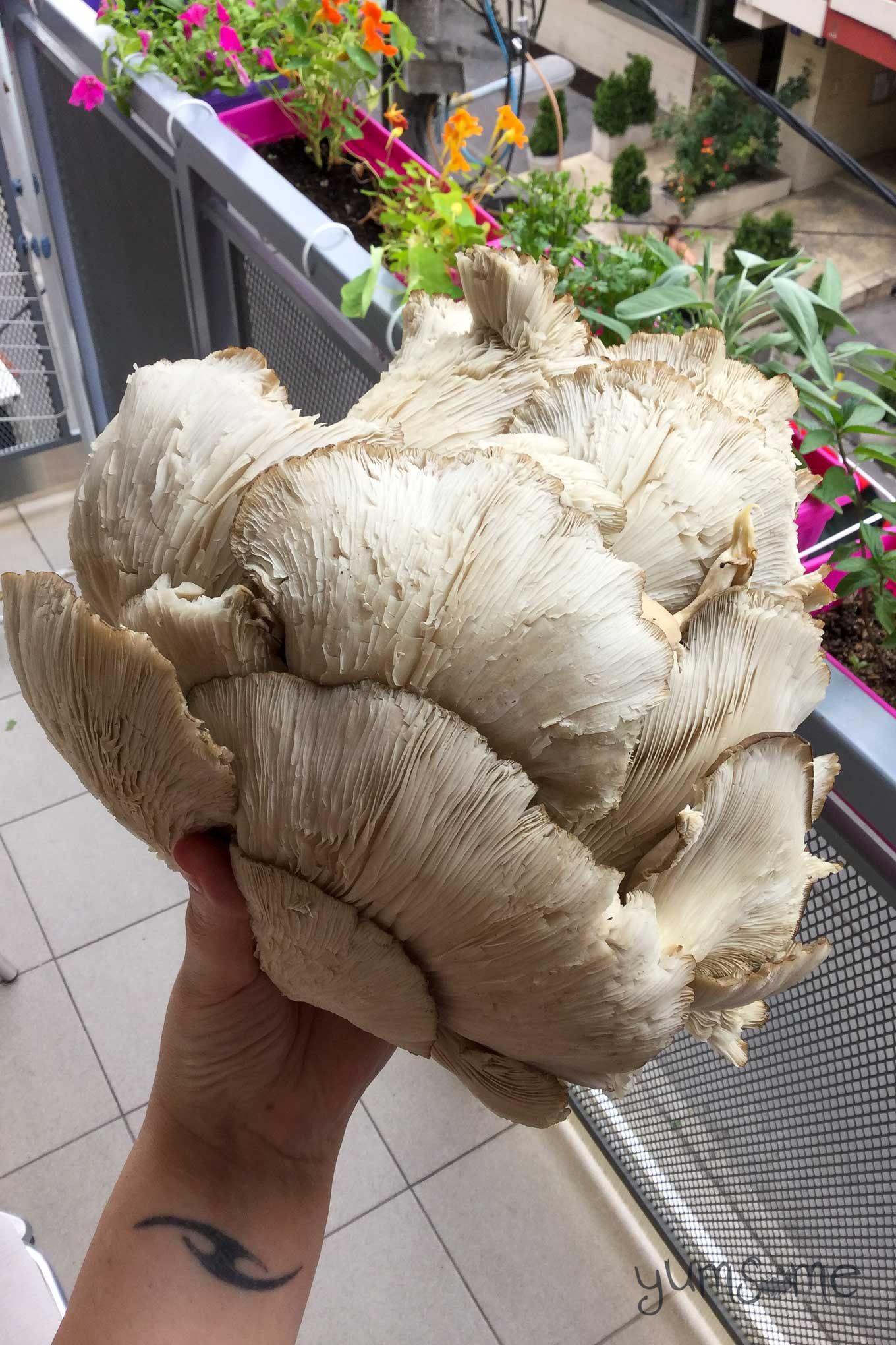 A hand holding an enormous oyster mushroom.