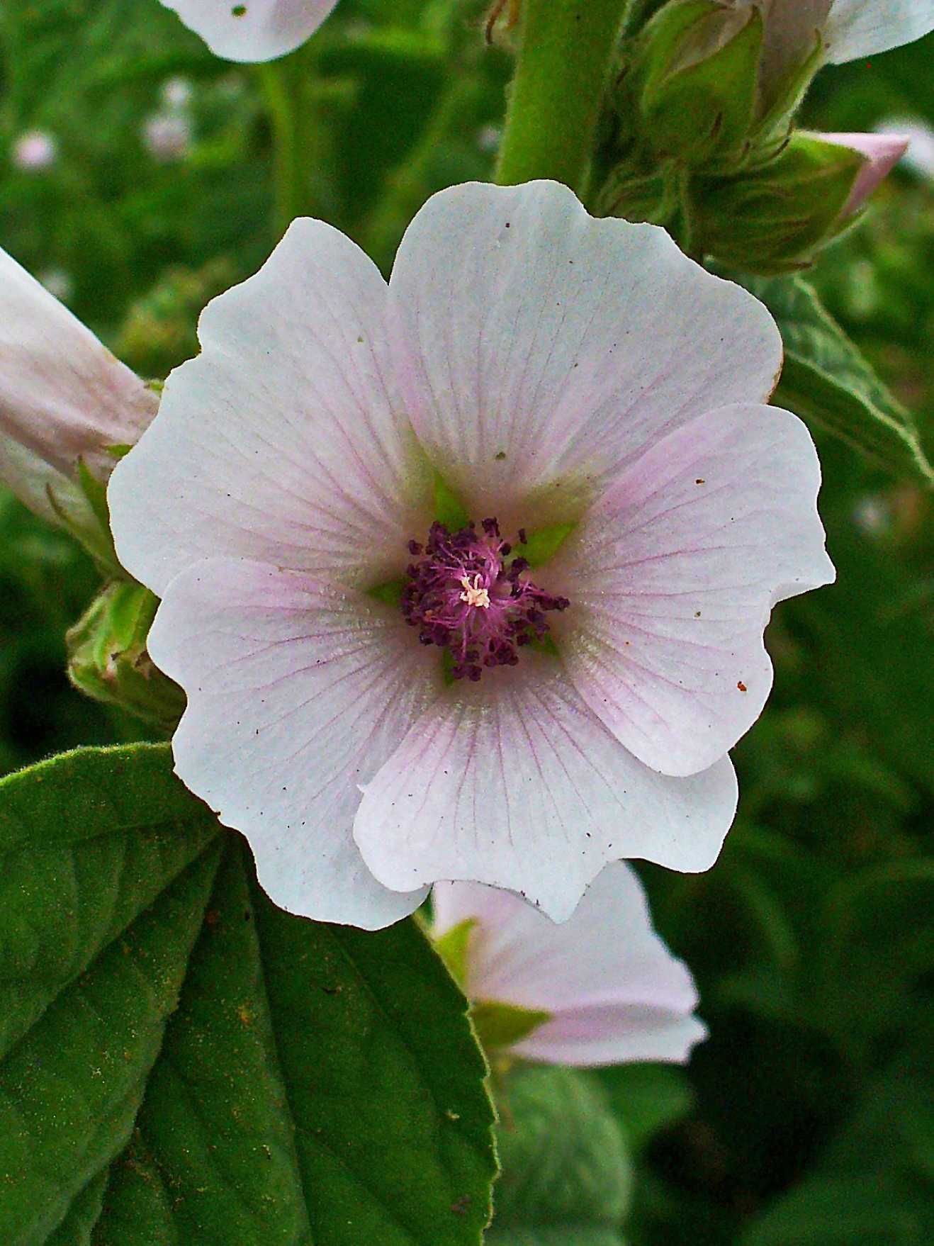 A pink Althea Officinalis flower.